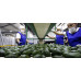 Pallet Aguacate Hass 960kg Pallet Aguacate Hass 960kg