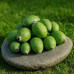 Pallet Feijoa 800kg Pallet Feijoa 800kg