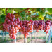 Pallet Uva tropical 1000kg Pallet Uva tropical 1000kg