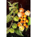 Pallet Golden Berry Pallet Golden Berry