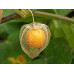 Pallet Golden Berry Pallet Golden Berry