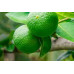 Pallet Limón Tahití (lime) 1000kg Pallet Limón Tahití (lime) 1000kg