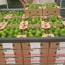 Pallet Limón Tahití (lime) 1000kg Pallet Limón Tahití (lime) 1000kg
