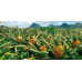Pallet Piña (Golden / MD2) 1000kg Pallet Piña (Golden / MD2) 1000kg