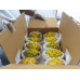 Pallet Pitahaya amarilla 500kg Pallet Pitahaya amarilla 500kg