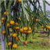 Pallet Pitahaya amarilla 500kg Pallet Pitahaya amarilla 500kg