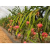 Pallet Pitahaya blanca (dragon fruit blanc) – 800kg Pallet Pitahaya blanca (dragon fruit blanc) – 800kg