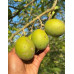 Pallet Sapote (Zapote) – 800kg Pallet Sapote (Zapote) – 800kg