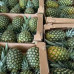 Pallet Piña (Golden / MD2) 1000kg Pallet Piña (Golden / MD2) 1000kg