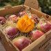Pallet Mango Kent 1000kg